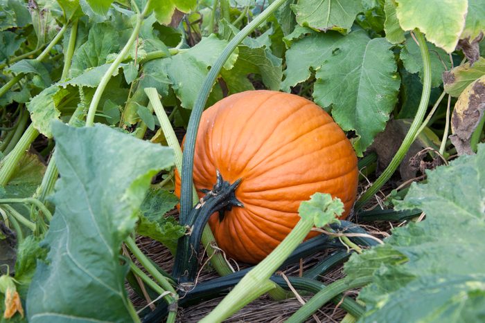 Pumpkin growing in pumpkin patch