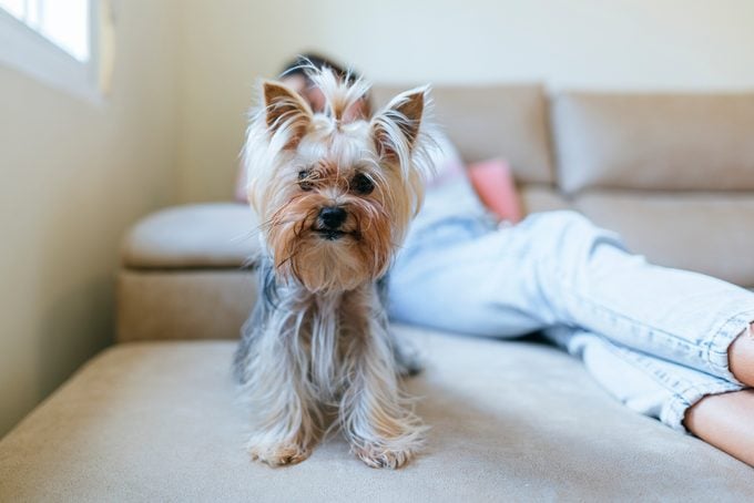 Portrait of Yorkshire Terrier sitting on couch at home with owner