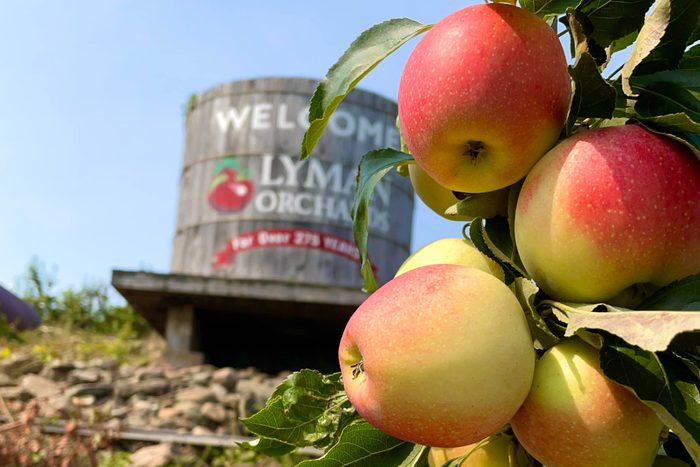apples on a tree with a barn in the background at Lyman orchards in Connecticut