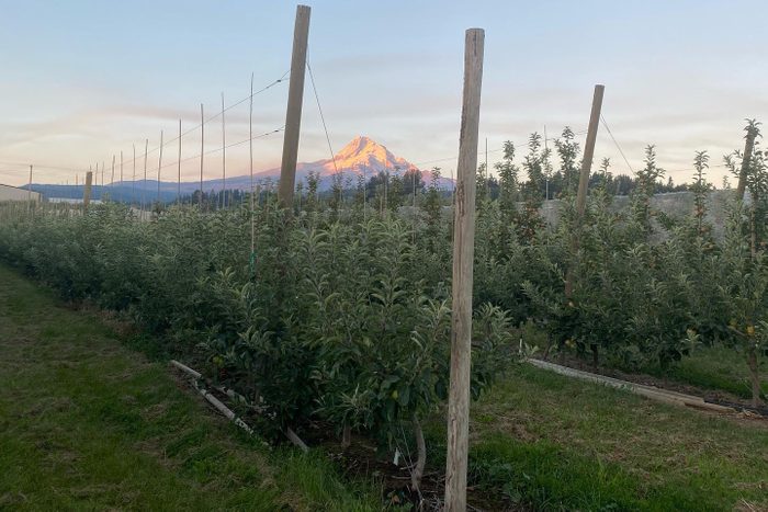 apple orchard with mount hood in the background