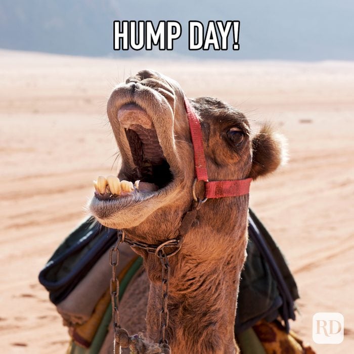 Hump Day meme text over image of camel yelling