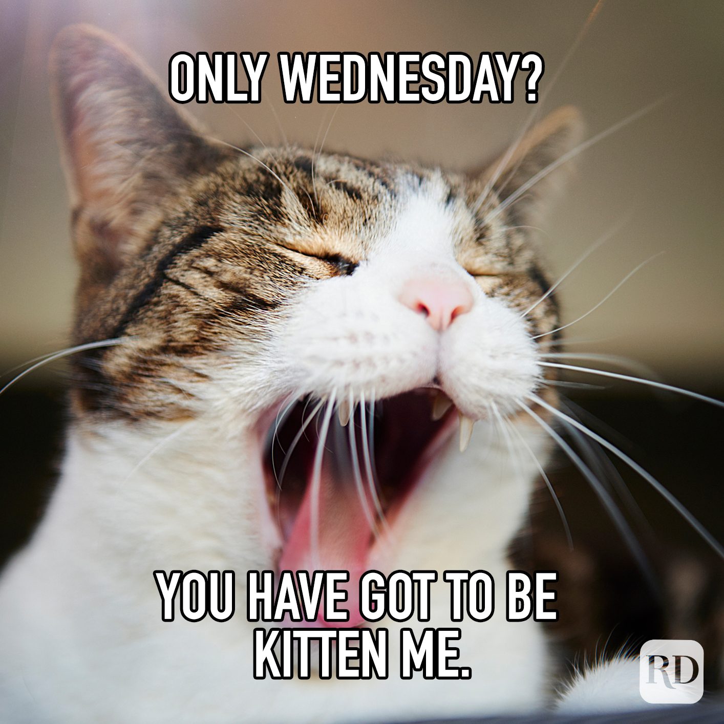 Only Wednesday You Have Got To Be Kitten Me meme text over image of kitten yawning