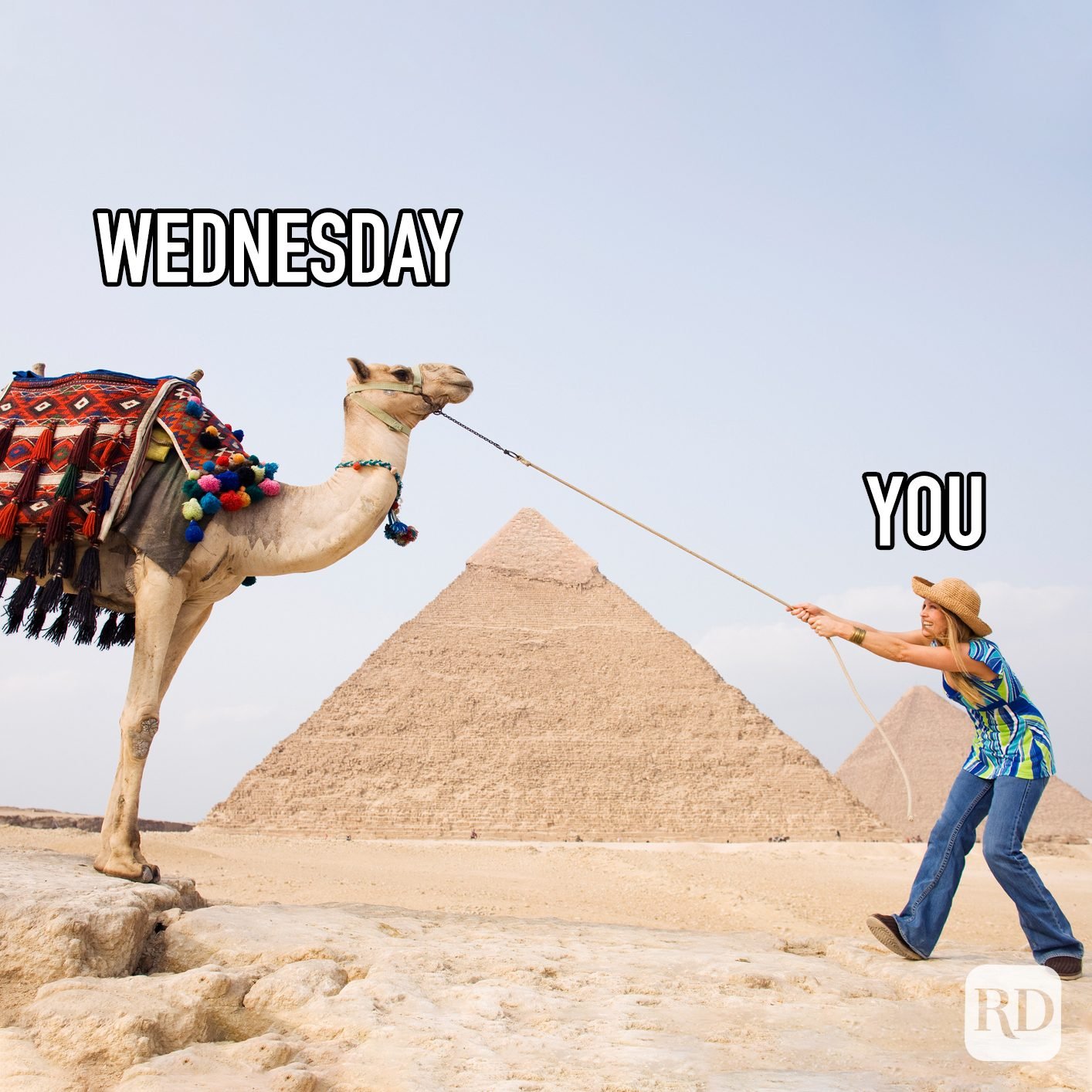 Wednesday Vs You meme text over image of woman pulling a camel on a lead