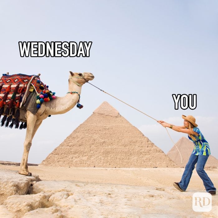 Wednesday Vs You meme text over image of woman pulling a camel on a lead