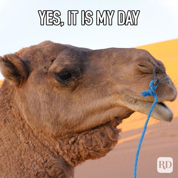 Yes It Is My Day meme text over image of camel