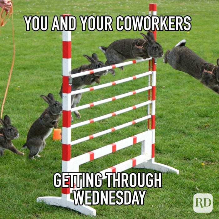You And Your Coworkers Getting Through Wednesday meme text on image of rabbit's jumping over obstacle