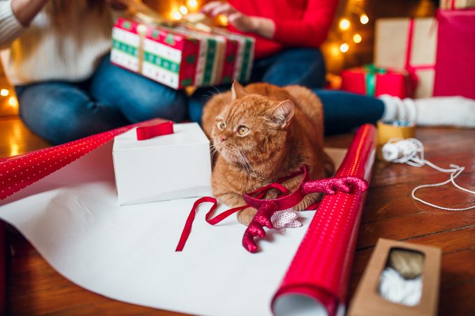 orange cat sitting on unrolled wrapping paper with christmas gifts in the background