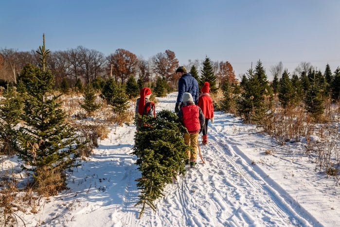 family carrying christmas tree