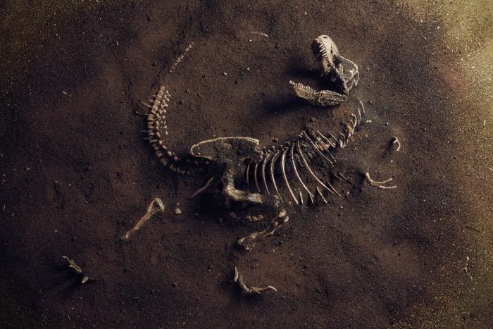 t-rex Fossil Found by Archaeologists