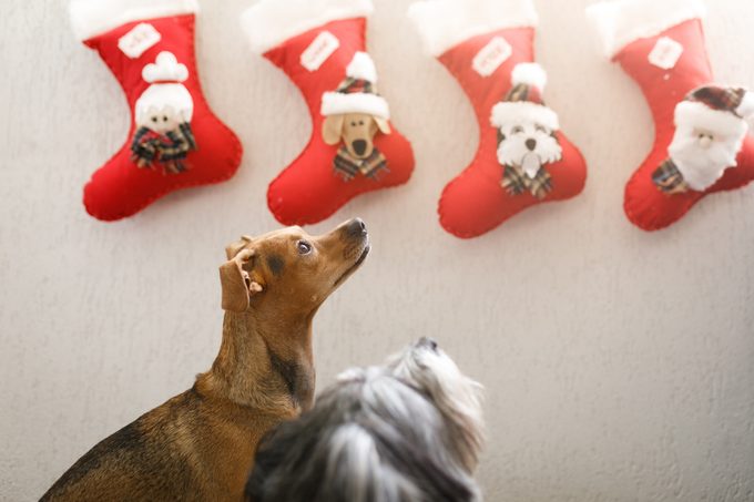 Two dogs looking up towards christmas stockings with dog faces on them