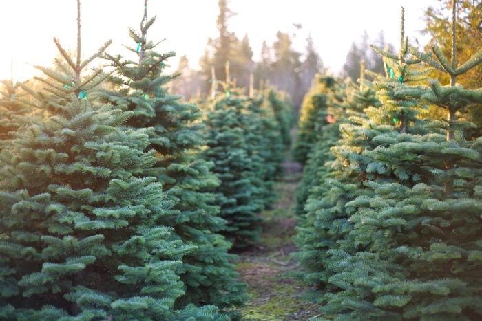 Row of Beautiful and Vibrant Christmas Trees