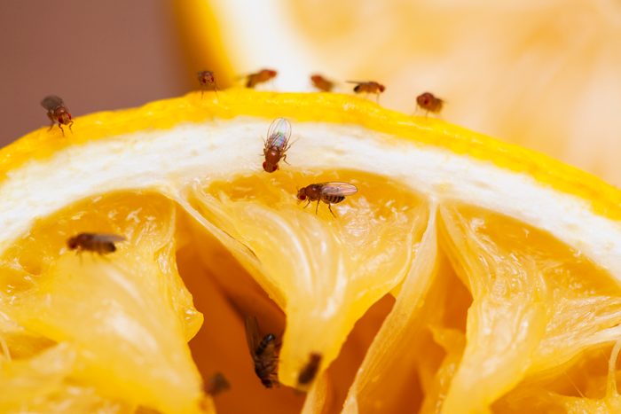 Fruit flies on a citrus fruit