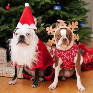 two dogs dressed in christmas costumes standing in front of a christmas tree; one dog is dressed as santa claus, the other is dressed as a reindeer
