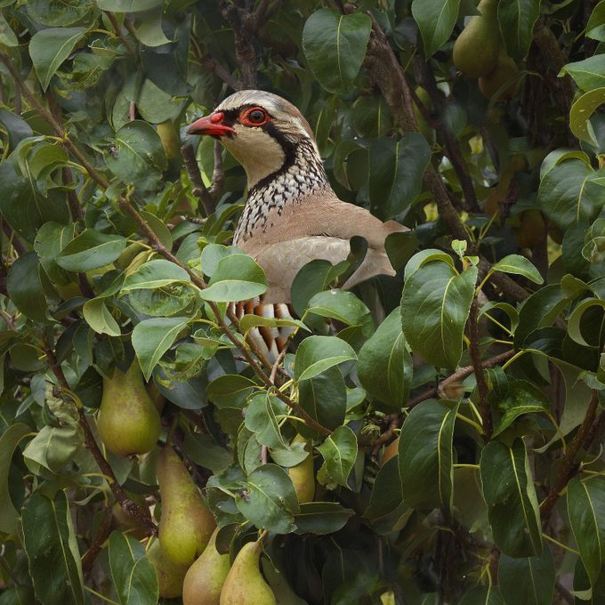 a Partridge in a Pear Tree