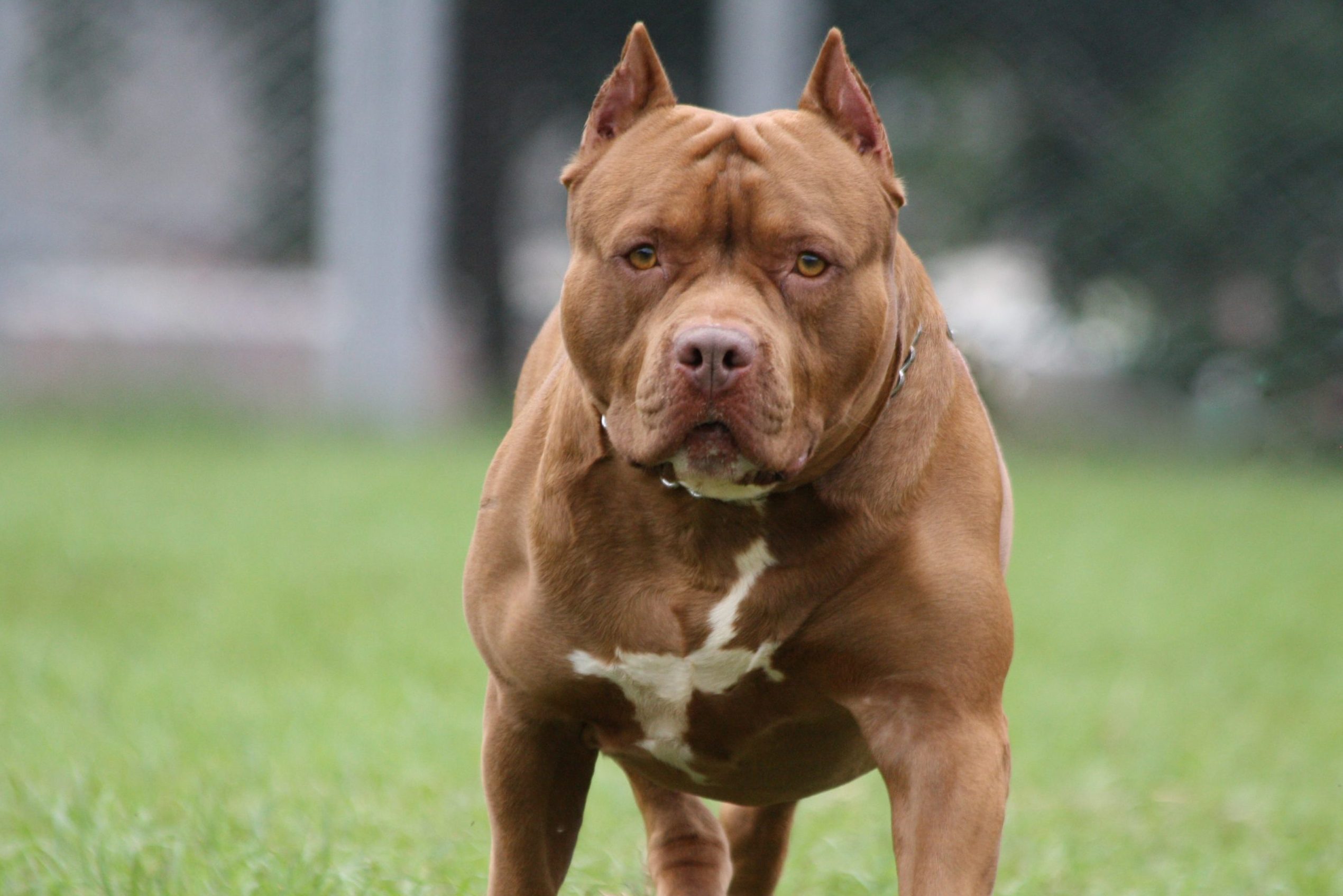 privatliv uhyre gå på arbejde 12 Pit Bull "Facts" That Are Totally False — The Truth About Pit Bulls
