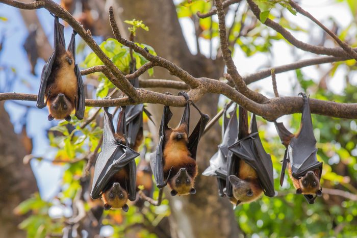 Bats hanging from tree branch