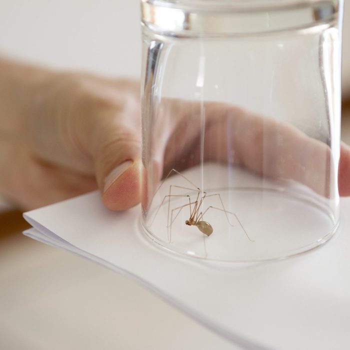 house Spider caught in drinking glass