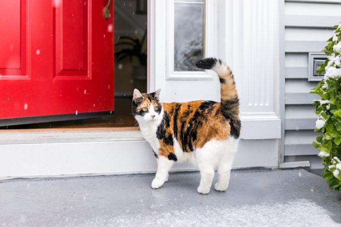 calico cat standing outside an open red front door in winter with some snow on the ground