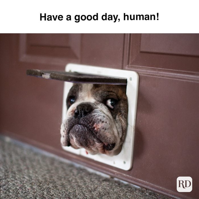 Have A Good Day, Human 