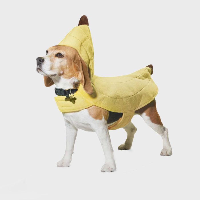 Rd Ecomm Banana Dog Costume Via Petco.com