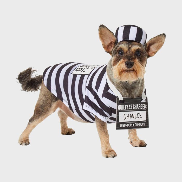 Rd Ecomm Prison Dog Costume Via Chewy.com