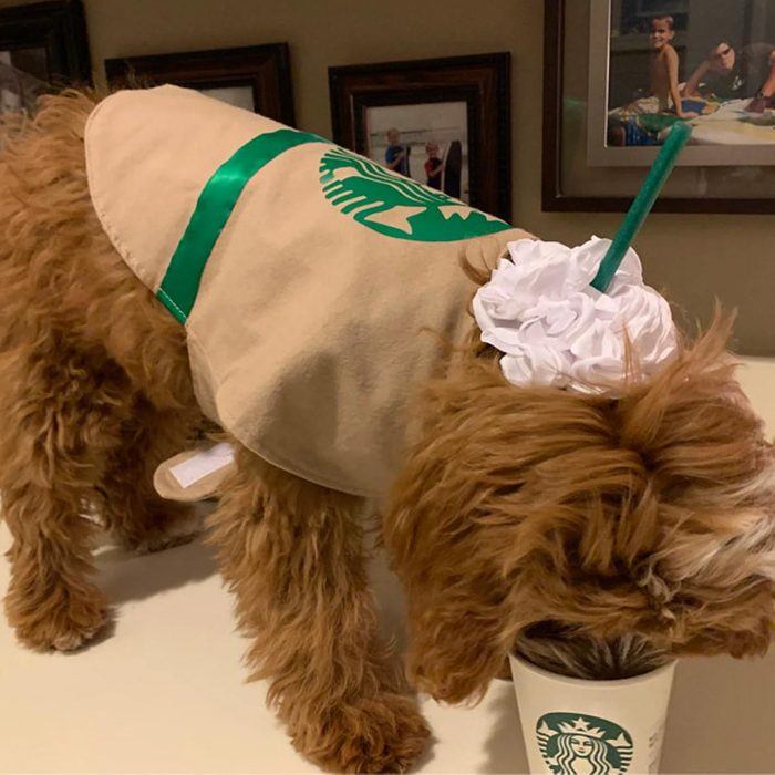 Rd Ecomm Starbucks Dog Costume Via Littlerubi Etsy.com