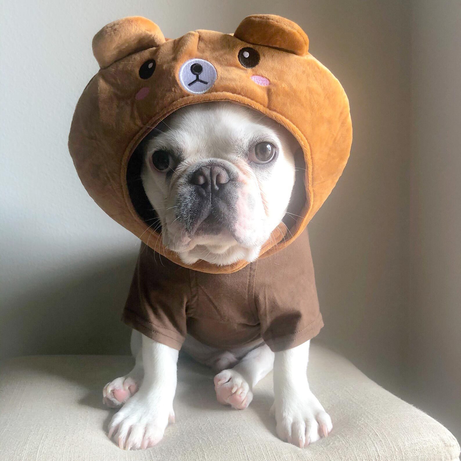 45 Dogs in Costumes ideas  dogs, dog costumes, cute dogs