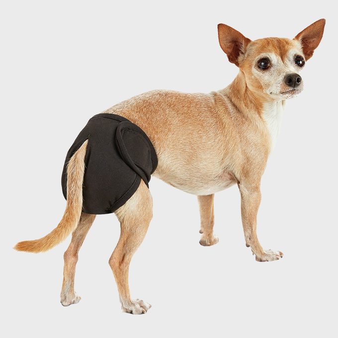 So Phresh Washable Diaper For Dogs