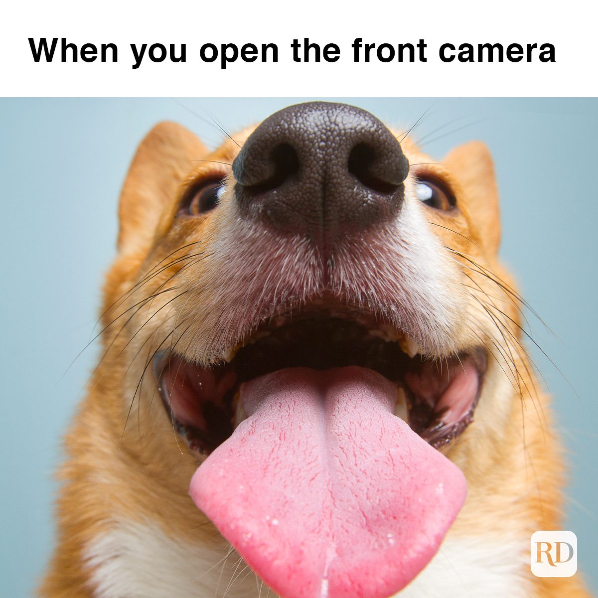 30 Hilarious Corgi Memes for When You're Feeling Ruff | Reader's Digest