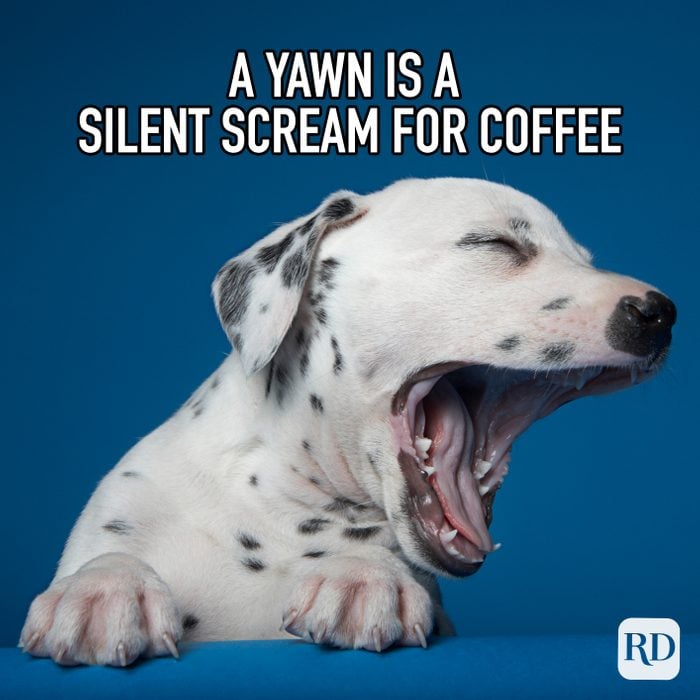 A Yawn Is A Silent Scream For Coffee meme text over image of Dalmatian puppy yawning