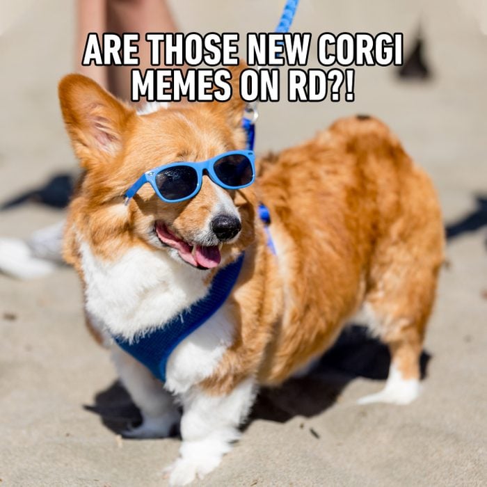 Are Those New Corgi Memes On Rd?!