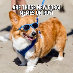 Are Those New Corgi Memes On Rd?!