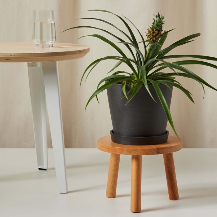 Bloomscape Wooden Plant Stool Beech Pineapple