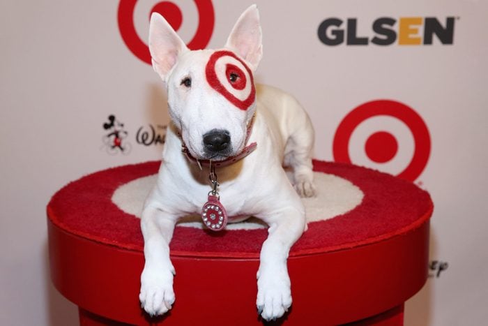 Bullseye The Target Dog sitting on a pedestal at a press event