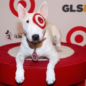 Bullseye The Target Dog sitting on a pedestal at a press event