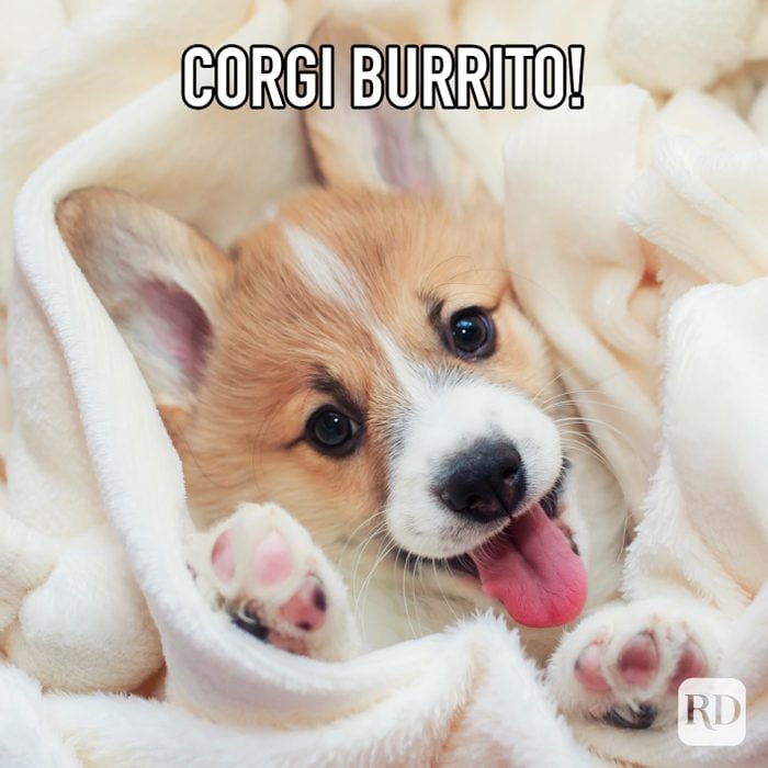 Corgi Burrito meme text over corgi wrapped in blanket