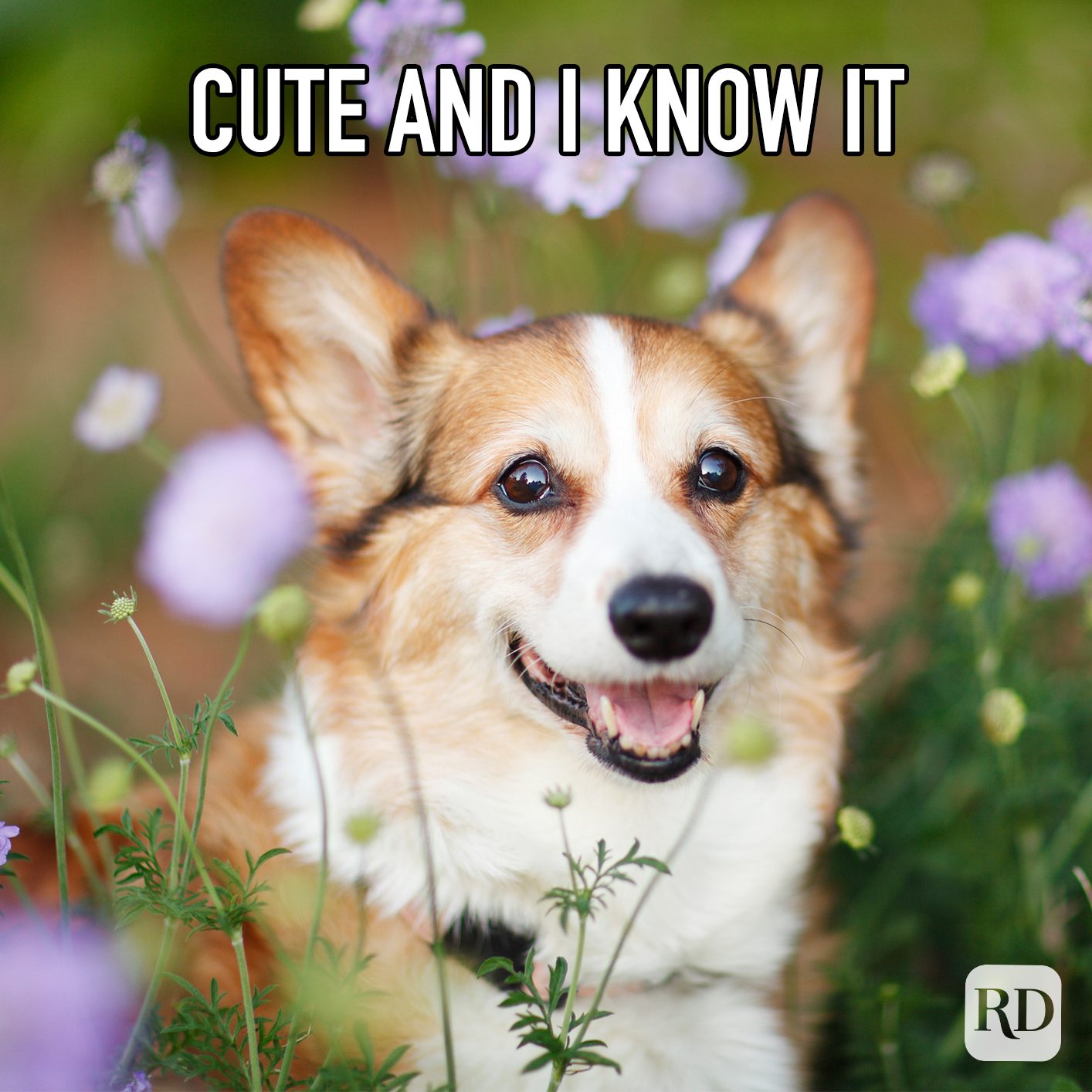 Cute And I Know It meme text over corgi sitting in flowers