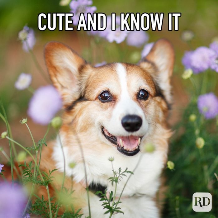 Cute And I Know It meme text over corgi sitting in flowers