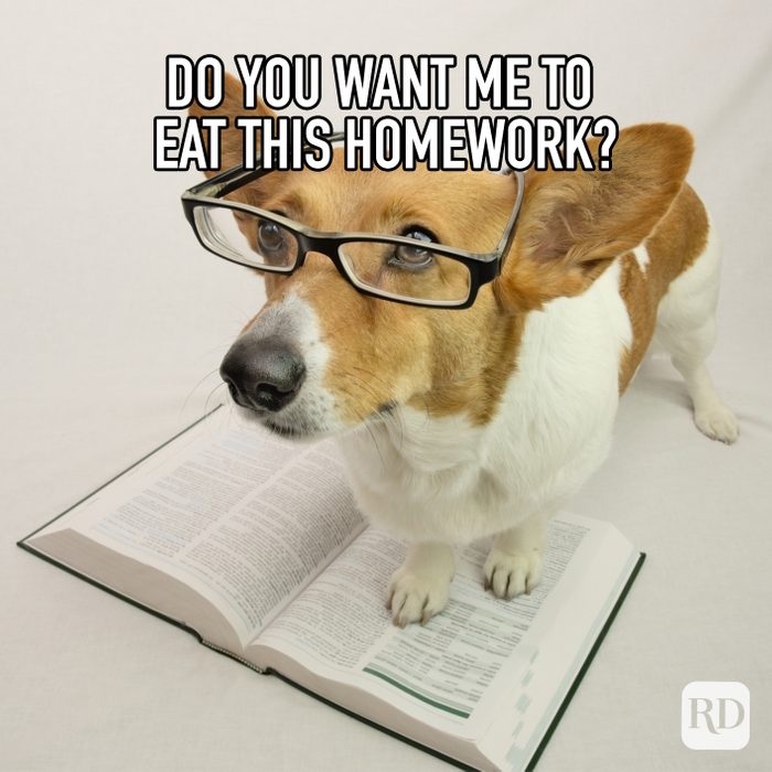 Do You Want Me To Eat This Homework meme text over corgi with glasses standing on book