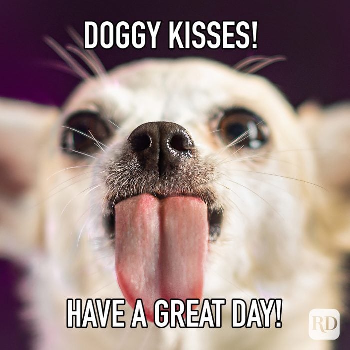 Doggy Kisses Have A Great Day meme text over image of dog licking screen
