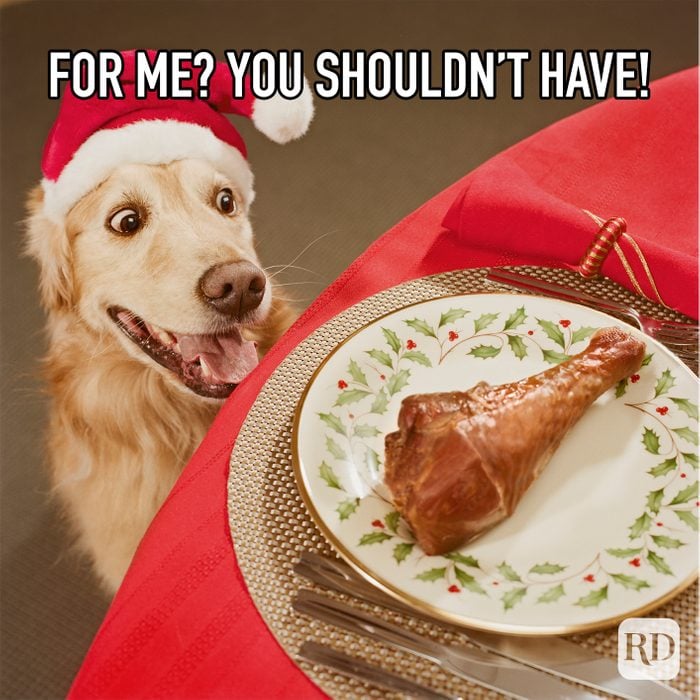 For Me You Shouldnt Have meme text over dog staring at plate of food