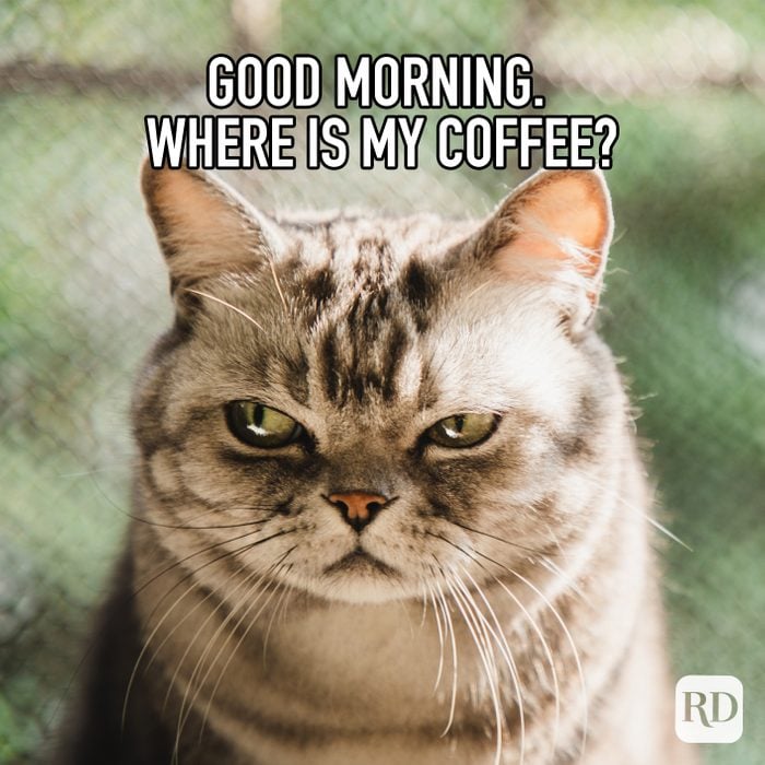 Good Morning. Where Is My Coffee? meme text over image of grumpy cat