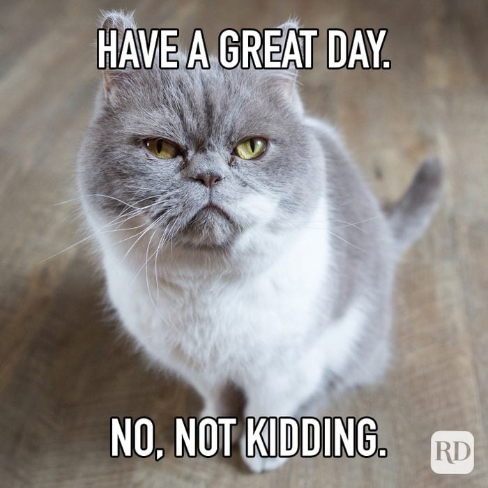 Have A Great Day. No Not Kidding. meme text over stern cat