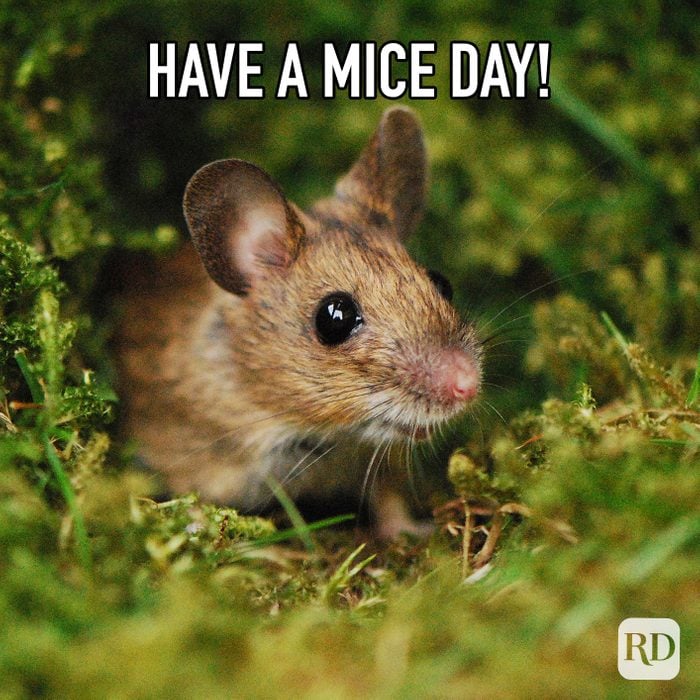 Have A Mice Day meme text over. mouse