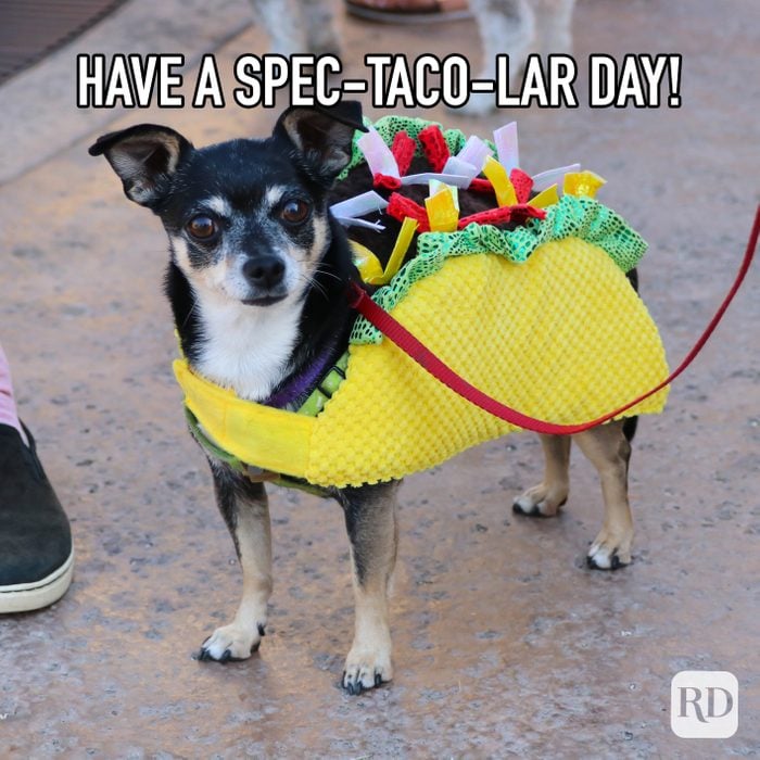 Have A Spec-Taco-Lar Day meme text over dog in taco costume