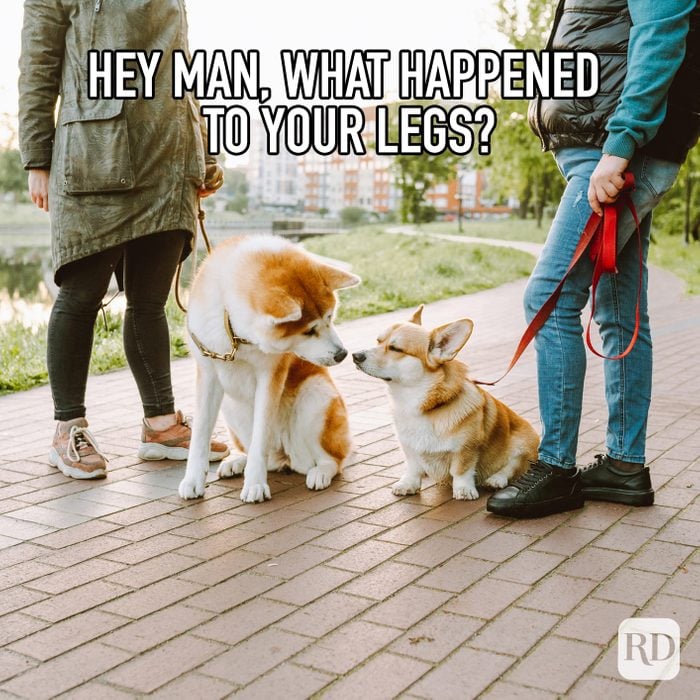Hey Man, What Happened To Your Legs? meme text over shiba inu looking at corgi