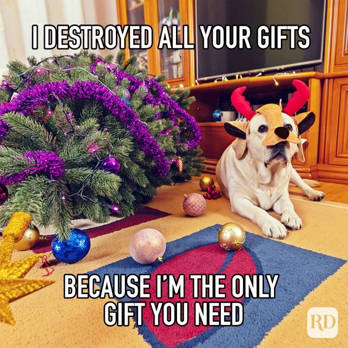 I Destroyed All Your Gifts Because Im The Only Gift You Need meme text over dog and destroyed christmas tree