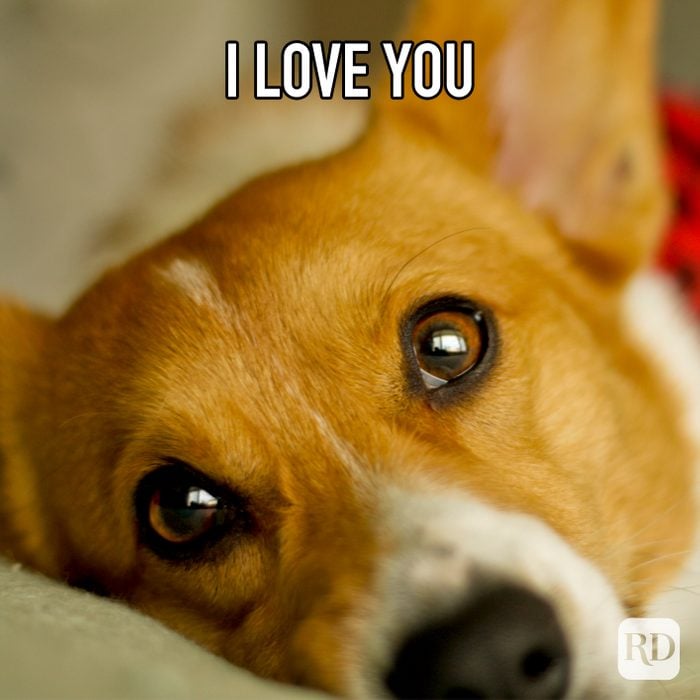 I Love You meme text over corgi looking up with loving eyes