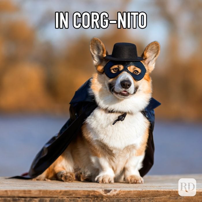 In Corg-Nito meme text over corgi dressed in black cape and mask