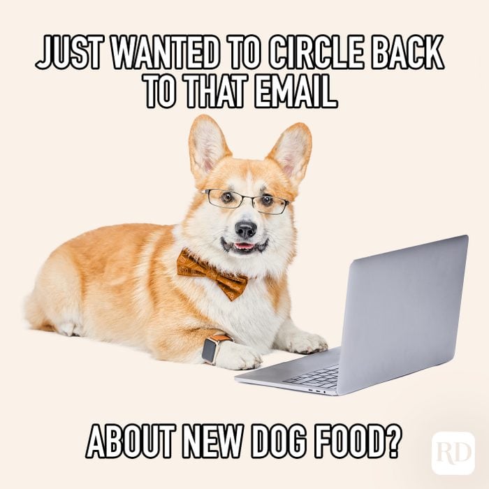 Just Wanted To Circle Back To That Email About New Dog Food? meme text over corgi looking at laptop
